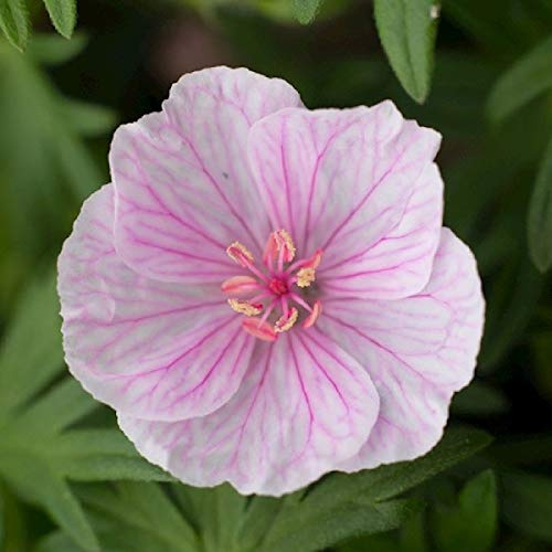 6 x Géranium vivace des bois 'Mayflower' - Geranium Sylvaticum 'Mayflower' - Godet 9x9cm - Fleurs bleues, floraison abondante, massifs