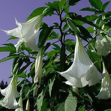 Brugmansia arborea - Engelstrompete - 5 Samen