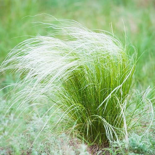 15 pcs federgras pflanze samen nachhaltige geschenke für frauen,Stipa tenuissima,Ziergras ziergräser balkonpflanzen winterhart zimmerpflanzen wenig lichtbedarf zimmerpflanze exotische