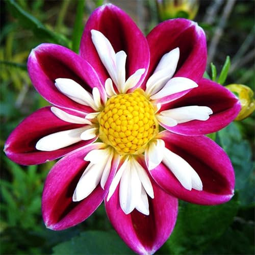 Dahlien Zwiebeln, Winterhart, Winterhart Zwiebeln, Dahlie knolle/Dahlien Knollen Winterhart MehrjäHrig/Dahlienknollen Dahlie/Pompon Dahlie, Einfach Zu ZüChten, Dahlienknollen, 2zwiebeln-I