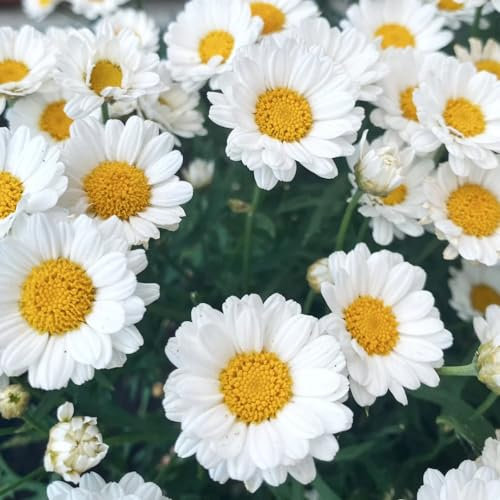 1000 pcs margeriten samen mehrjährig, winterharte stauden, blumen garten, Argyranthemum frutescens, blumen pflanzen, kübelpflanzen blumensamen kaufen, pflanzen garten blumenbeet,