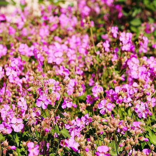 Bloomique - Lot de 3 - Géranium cantabrigiense Cambridge - Géranium rosat - Fleurs violettes - Résistant à l'hiver - Hauteur 10-20 cm - Pot 9x9 cm