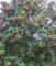 Echte Mehlbeere - Sorbus Aria - Ursprungsart - Baum des Jahres 2024-80-100cm