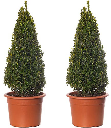 Pyramides de buis - Arbustes de buxus | Lot de 2 | Plantes topiaires persistantes de 50-60cm.