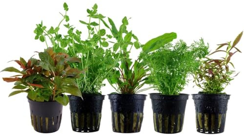 AquaOne Akvarium växter I 5 x vattenväxter set I medelbotten akvarieväxter I Limnophila Cryptocoryne Lindernia Ludwigia I set med 5 medelhöga växter