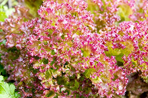 Ruby Pink Lettuce Seeds - Lolla Rossa - Heirloom - Liliana's Garden