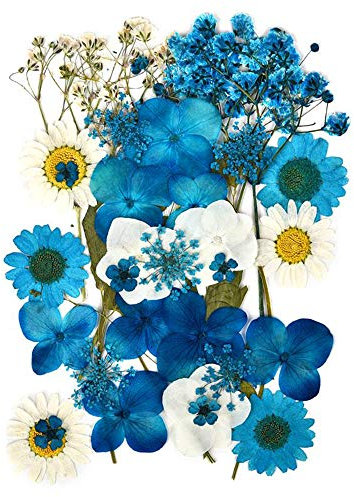 Pressati Fiori Secchi Reali per Decorazioni Resina Fiori Pressati Naturali per Floreali Collezione Regalo e Scrapbook Craft Decorazione della Cassa del Telefono (Blu)