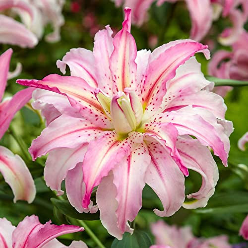 2 x Lilium Double Oriental – Summer Flowering Bulbs – Perennials – for Your Beautiful Garden (2 x Lilium Double Oriental Broken Heart)