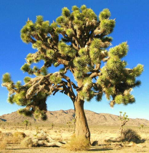 Yucca Brevifolia, cactus succulento Joshua Tree Aloe Garden Agave Grani 15 grani