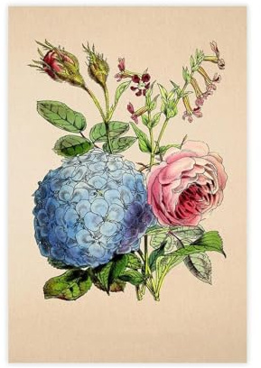 XFATGIA Vintage Hydrangea Hortensia Flower Canvas Poster Wall Art Decor Print Picture Paintings for Living Room Bedroom Decoration 08x12inch(20x30cm)
