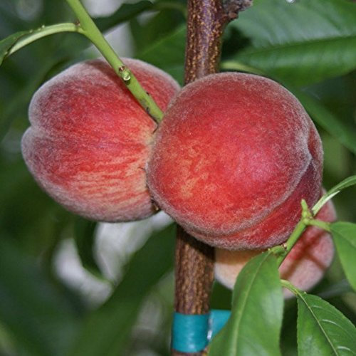 Amsden, robuster, weißfleischiger Pfirsich, Buschbaum ca. 110-140 cm groß, Unterlage: St. Julien A