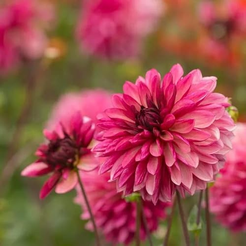 Votaniki Bacardi Dahlia Bulbs - Beautiful Garden All Season Long | Perennial Dahlia, Large Blooms, Premium Bacardi Dahlia Bulbs for Planting - Easy to Grow (1 Pack)