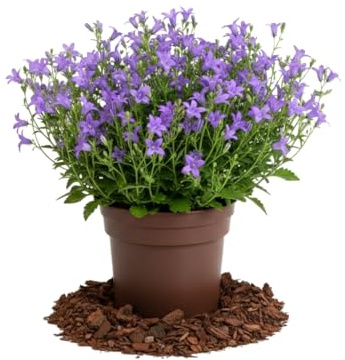 Campánula de Dalmacia Natural - Campanula portenschlagiana, DECOALIVE en Maceta de 11 cm de Diámetro