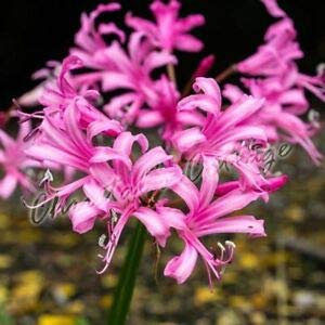 SB Nerine Bowdenii Garden Bulbs Guernsey Lily Autumn Pink Flower Perennial Corms (6)