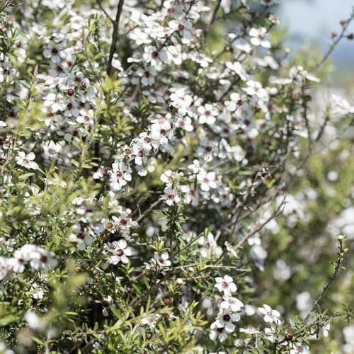 manuka jardín siembra otoño, semillas resistentes semillas decoración 700pcs