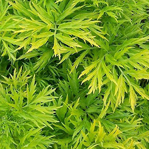 Sambucus nigra 'Golden Tower' Deciduous Hardy Compact Garden Shrub | 9cm Pot