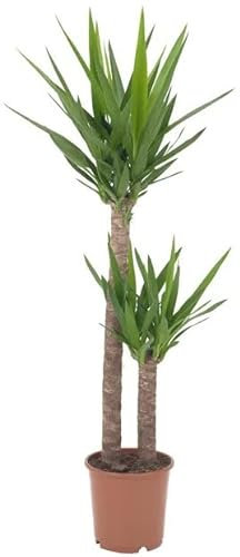 DECOALIVE Yucca 2 Troncos ± 100cm Altura Planta Interior
