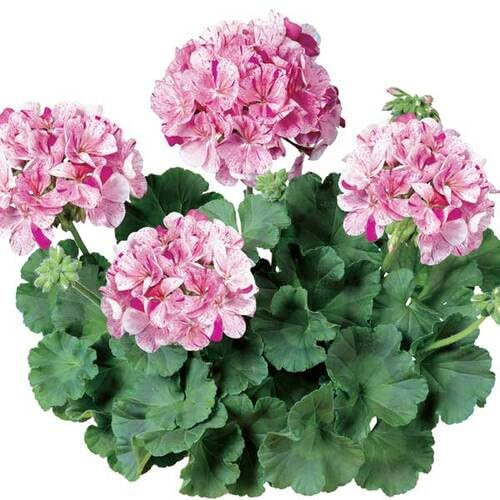Riesige neue Geranien-Blumensamen, 100 Stück, Rosa/Weiß