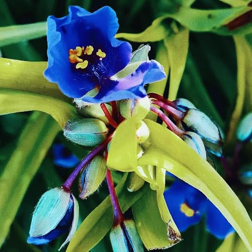 Semillas de Tradescantia - primavera, resistentes de silvestres perennes resistentes de cubierta perenne 40pcs
