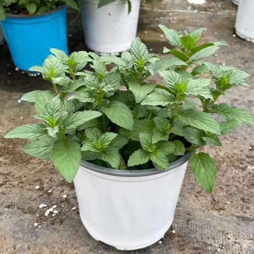 semi di menta piperita al coperto rare giardino balcone, varietà antiche copertura del terreno selvatiche, resistenti 600pcs