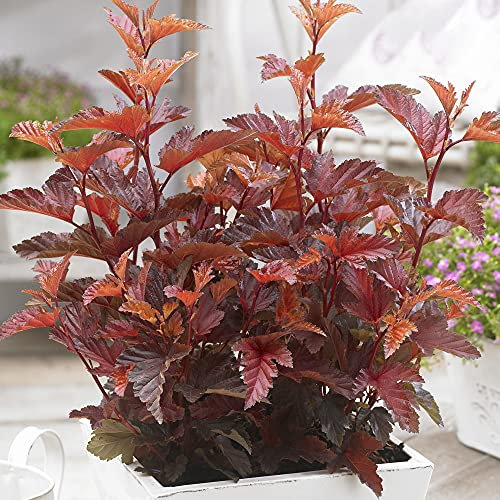 Physocarpus 'Little Angel' - Kompakter Zwerg-Nelkenstrauch - Ideal für kleine Gärten und Behälter.