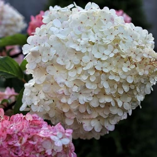 Rispenhortensie Limelight ® weiß hellgrüne limettengrüne Rispenblüten Hydrangea 3 Liter Topfballen