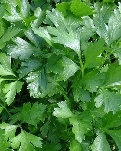 Semi di Prezzemolo Gigante - Foglie Grandi e Profumate - 6 g (circa 2000 Semi) - Varietà Aromatica a Crescita Rapida - Ideale per Orto e Vaso - Petroselinum crispum