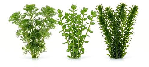 Set 3 Piante Vere Acquario: Cabomba, Bacopa, Elodea Densa - Kit Piante Vive per Pesci d'Acqua Dolce, Facili da Coltivare e Ideali per Principianti in Ogni Acquario