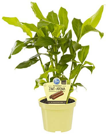Zimt - Aroma 12 er Topf Blu-Blumen Mehrjährig