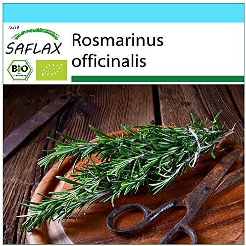 SAFLAX - Kit cadeau - BIO - Romarin - 40 graines - Avec boîte cadeau/d’expédition, autocollant d’expédition, carte cadeau et substrat de culture - Rosmarinus officinalis