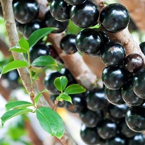 60 graines de fruits de Jaboticaba noirs