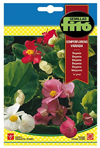 Semillas Fitó 660 - Semillas de Begonia Semperflorens Variada