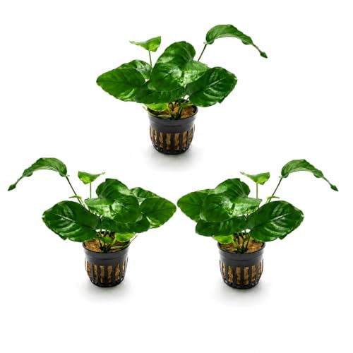 AquaBreedingSkill Set de 3 plantes d’aquarium vivante pour eau douce, plante verte décorative pour aquarium, idéale pour poissons et crevettes – avec passeport phyto Anubias Barteri