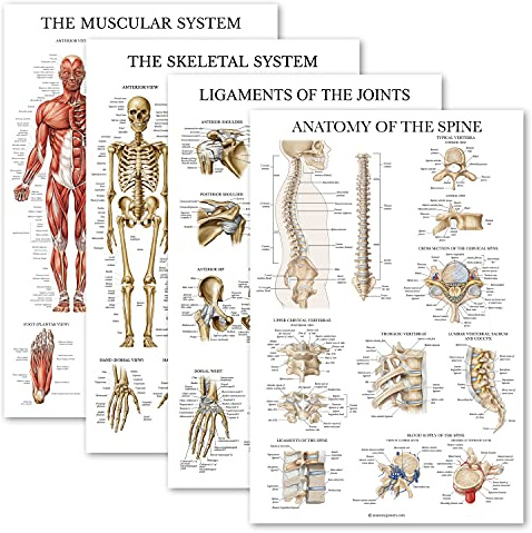 Palace Learning 4-pack – anatomiskt affischset – laminerad – muskulös, skelett, ligament i lederna, ryggradens anatomi – anatomidiagram set (lamin, 45 x 61 cm)