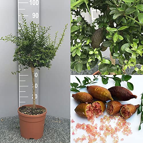 SAVINI VIVAI Citronnier, Caviar Rose, Agrume, Tilleul, Semis de Citron en Pot, 20 cm Hauteur 50-70 cm 2 Ans de Greffe,