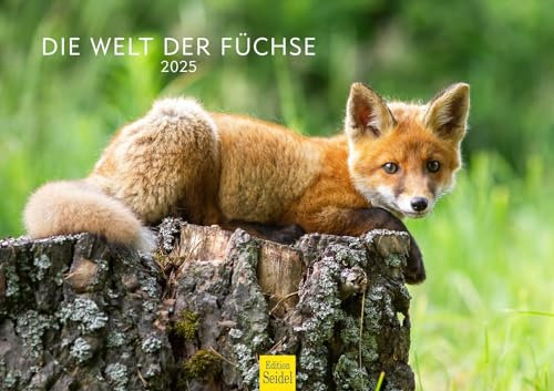 Edition Seidel Premium Kalender Die Welt der Füchse 2025 Format DIN A3 Wandkalender Tierkalender Fuchs Tiere Wildtiere Waldtiere Raubtiere Natur