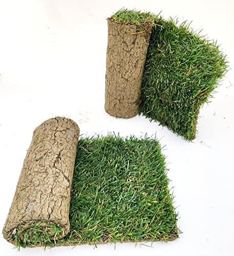 POWERS TO FLOWERS - PRATO A ROTOLI, ERBA A ROTOLO VERA, ERBA DA GIARDINO, 4 ROTOLI DA 40cm x 123cm, pianta vera