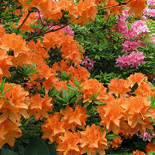 2 x Gardeners Dream Orange Azalee - Japanische Rhododendron Pflanze - Immergrüne Azalee Winterhart - Mehrjährig Blühende Winterharte Pflanzen für Garten im 9cm Topf - Winterharte Kübelpflanzen