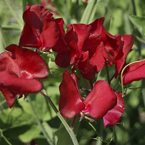 PREMIER SEEDS DIRECT - Sweet Pea - Winston Churchill - 100 Finest Seeds