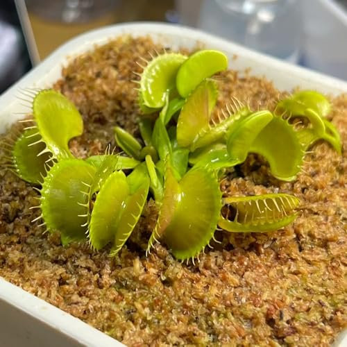 venusfliegenfalle pflanze samen, deko wohnzimmer, balkonpflanzen winterhart fleischfressende pflanzen, winterharte pflanzen für balkon samen, alte sorten saatgut zimmerpflanzen, 50pcs