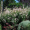80 pcs prachtkerze kaufen samen - winterharte pflanzen für garten,Gaura lindheimeri,Butterflies bonsai topf wildblumensamen mehrjährig winterfeste pflanzen für balkon nachhaltige