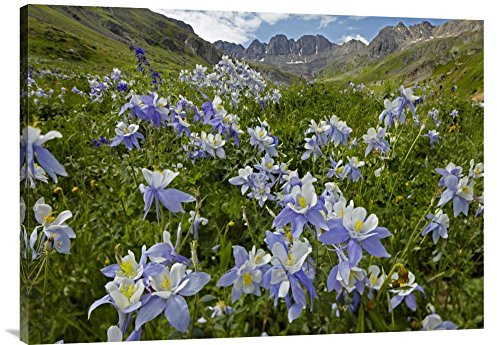 Global Gallery GCS-396533-3040-142 Tim Fitzharris Colorado Blue Columbine Flowers in American Basin Colorado Gallery Wrap Giclee on Canvas Print Wall Art