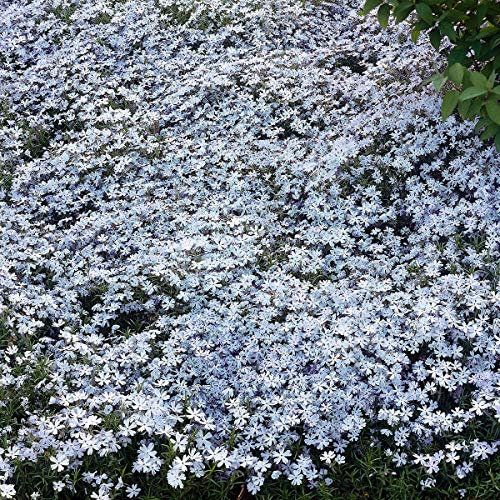 Ultrey Seed House - Scented Carpet Phlox Seeds Ground Cover Creeping Thyme Perennial Flowers Perennial Border Stone herb Flower Seeds Hardy Perennial