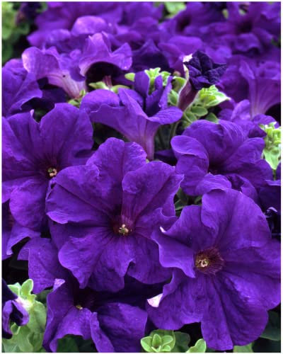Garden Ready Petunia Surfinia Blue Flowers – Delivered in 3 x 9cm Recyclable Pots. They are Not Seeds Or Fake. These are Real, Living, British Grown, Young Plants That Will Produce Scented Blooms