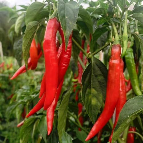 250 pcs chili winterhart samen pflanzensamen chilli jalapeno samen, hochbeete für garten, indoor garten gemüsepflanzen wintergemüse samen chilisamen exotische pflanzen, bonsai topf
