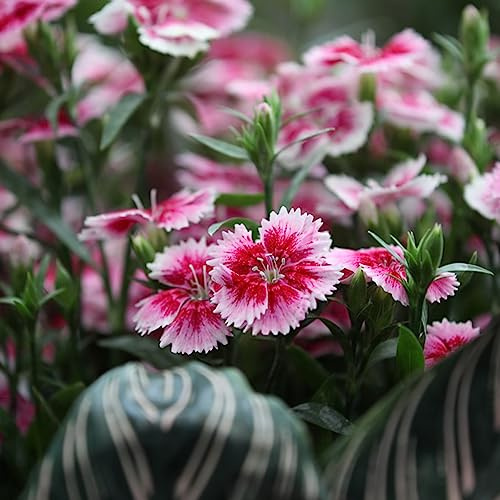 semillas de clavel - Dianthus chinensis Decoración jardín 40pcs