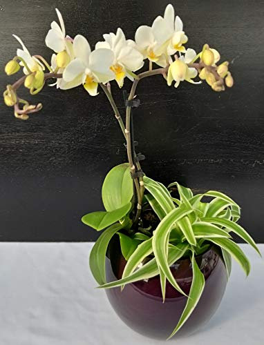 ORCHIDEA PHALAENOPSIS E CHLOROPHYTUM IN VASO CERAMICA, Pianta Vera