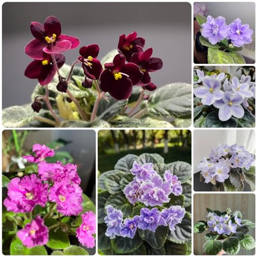550 pcs usambaraveilchen samen, veilchen - Saintpaulia ionantha - exotische pflanzen, pflanzen samen indoor usambaraveilchen pflanze kaufen wildblumenwiese saatgut mehrjährig, seed