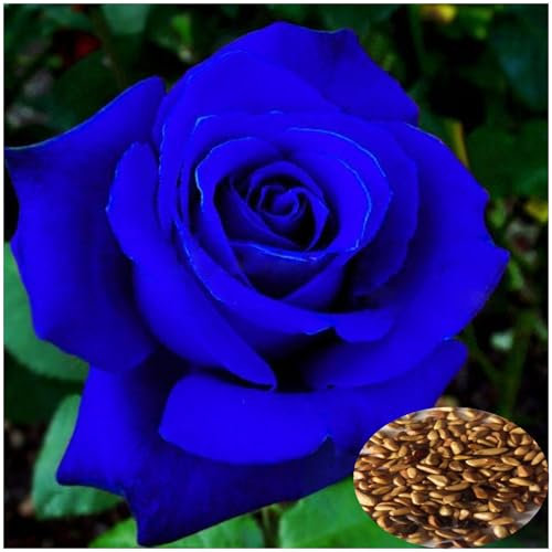 100 Graines de Rose Bleue Rare - Fleurs Bleu Intense pour Jardin, Balcon ou Pot - Plante Décorative Exotique - Facile à Cultiver et à Germer - Idée Cadeau Unique (Bleu)