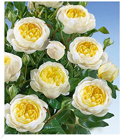 BALDUR Garten Delbard Kletterrose Amnesty International®, 1 Pflanze, Kletterpflanze, winterhart, blühend, Schnittblume, Rosa Hybride, robuste und duftende Kletterrose